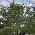 Parrotia persica - Foto 4