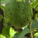 Juglans regia 'Lange van Lod' - Foto 8