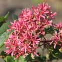 Heptacodium miconioides - Foto 1