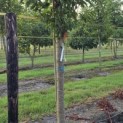 Prunus 'Sunset Boulevard' - Foto 2