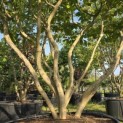 Parrotia persica - Foto 8