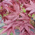 Acer palmatum 'Bloodgood' - Foto 1
