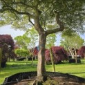 Acer palmatum 'Dissectum' - Foto 3