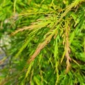 Acer palmatum 'Dissectum' - Afbeelding 5