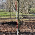 Carpinus betulus - 5