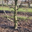 Carpinus betulus - 4