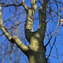 Carpinus betulus - 2