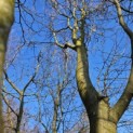 Carpinus betulus - 3
