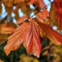 Parrotia persica 'Vanessa' - 1