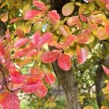 Lagerstroemia indica 'Rosea' - 1