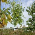 Ziziphus 'Jujuba' - Foto 2