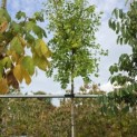 Ziziphus 'Jujuba' - Foto 1