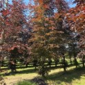 Fagus sylvatica 'Atropunicea' - 2