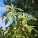 Liquidambar styraciflua 'Palo Alto' - 5