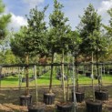 Ilex Nellie Stevens - Foto 3