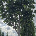 Magnolia 'Wada's Memory' - Foto 4