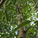 Prunus avium 'Plena' - Foto 4
