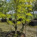Gleditsia triacanthos ‘Sunburst' - Foto 3