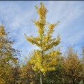 Ginkgo biloba - 2
