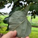 Tilia tomentosa als parasolboom