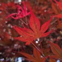 Acer palmatum 'Fireglow' - Foto 1