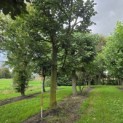 Tilia Tomentosa - Foto 1