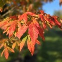 Acer Triflorum - Foto 2