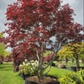 Acer palmatum 'Fireglow' - 1