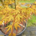Acer palmatum 'Ueno Yama' - 3