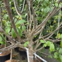 Prunus domestica 'Reine Claude d'Oullins' - 5