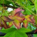 Liquidambar styraciflua
