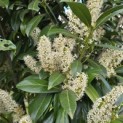 Prunus laurocerasus 'Caucasica' - Foto 4