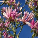 Magnolia 'Susan' - 2