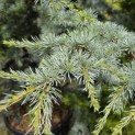 Cedrus libani 'Silberspitz' - 3