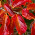 Parrotia persica 'Bella' - herfstblad