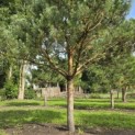 Pinus sylvestris - 9