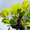 Platanus x hispanica - Afbeelding 1