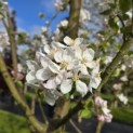 Malus domestica 'Jonagold' - 1