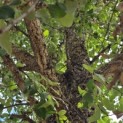 Quercus suber - 7