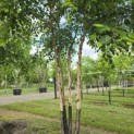 Betula nigra - 3