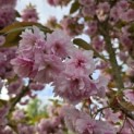 Prunus serrulata 'Kanzan' - 7