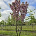 Prunus serrulata 'Kanzan' - 5