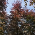 Fagus sylvatica 'Atropunicea' - Foto 4