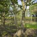 Carpinus betulus - 1