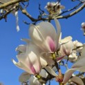 Magnolia soulangeana 'Manchu Fan' - 2