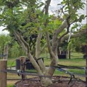 Magnolia soulangeana - Foto 3