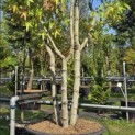 Liquidambar styraciflua 'Worplesdon' - 1