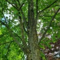 Cercidiphyllum japonicum - Afbeelding 4