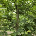 Carpinus betulus - 4