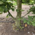 Carpinus betulus - 3